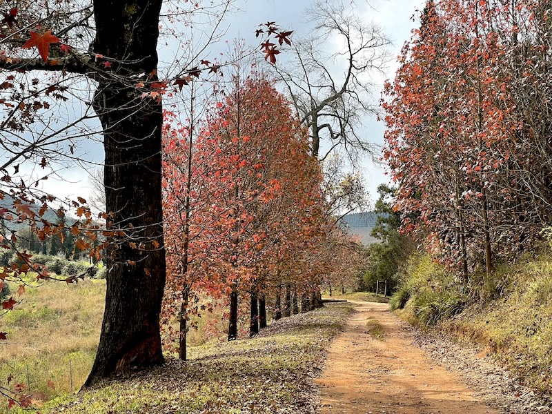 Autumn trees on a dusty road in Magoebaskloof, South Africa